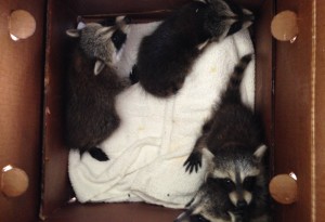 4 baby raccoon