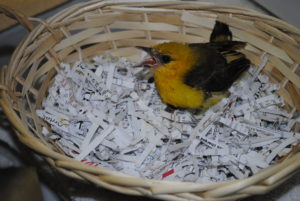 a young bird receives care in the South Florida Wildlife Center (SFWC) nursery