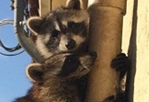 raccoon