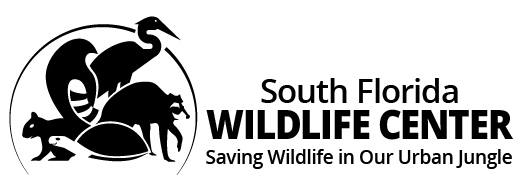Rescue Advice South Florida Wildlife Center