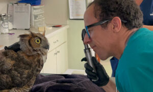 Caring for wildlife