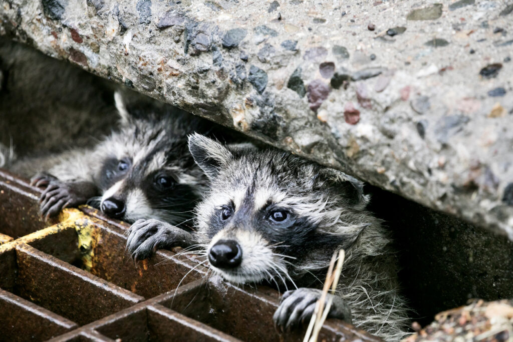 raccoons in storm drain